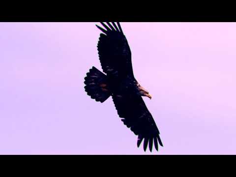 MAIEUTTICA - BRAME (Part. Lucas Guerra - PENSE) TEASER