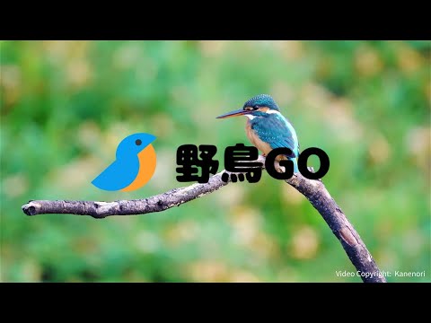野鳥GO - 鳥撮り行こう！