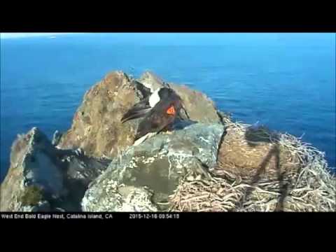 12 16 15 West End--- K-91 Sneezing, K-01 Fly off