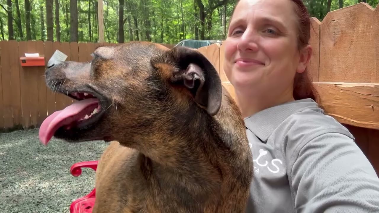 Sherry, a Adoptable mixed breed in Decatur, GA video 6/6