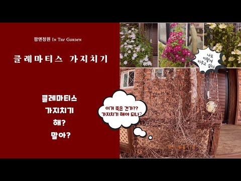 , title : '(ENG)클레마티스 풍성하게 키우려면? 가지치기 해? 말아? How to grow clematis abundantly? Should I prune clematis or not?'