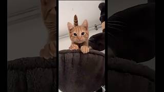 cute cat #cat #cute #funny #fyp #india #catvideos #fypシ #youtubeshorts #funnyvideo #comedy #ytshorts
