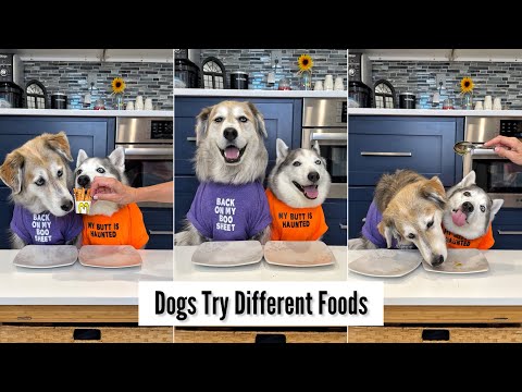 Dogs Try Different Foods 