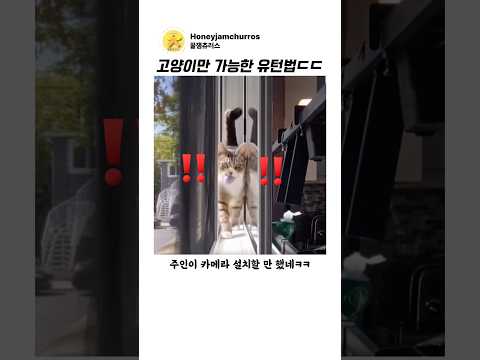 출구가 좁자 고양이가 선택한 방법