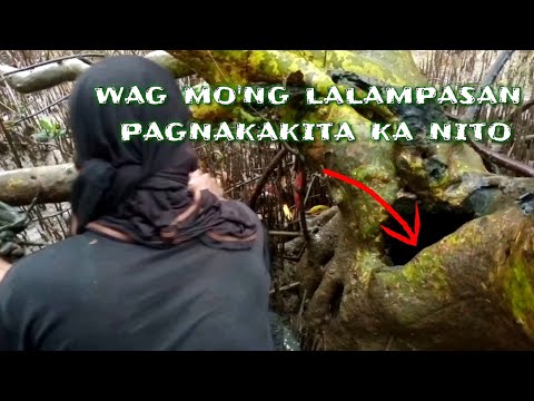 sikretong tirahan ng mga alimango at update sa tanim na bakawan