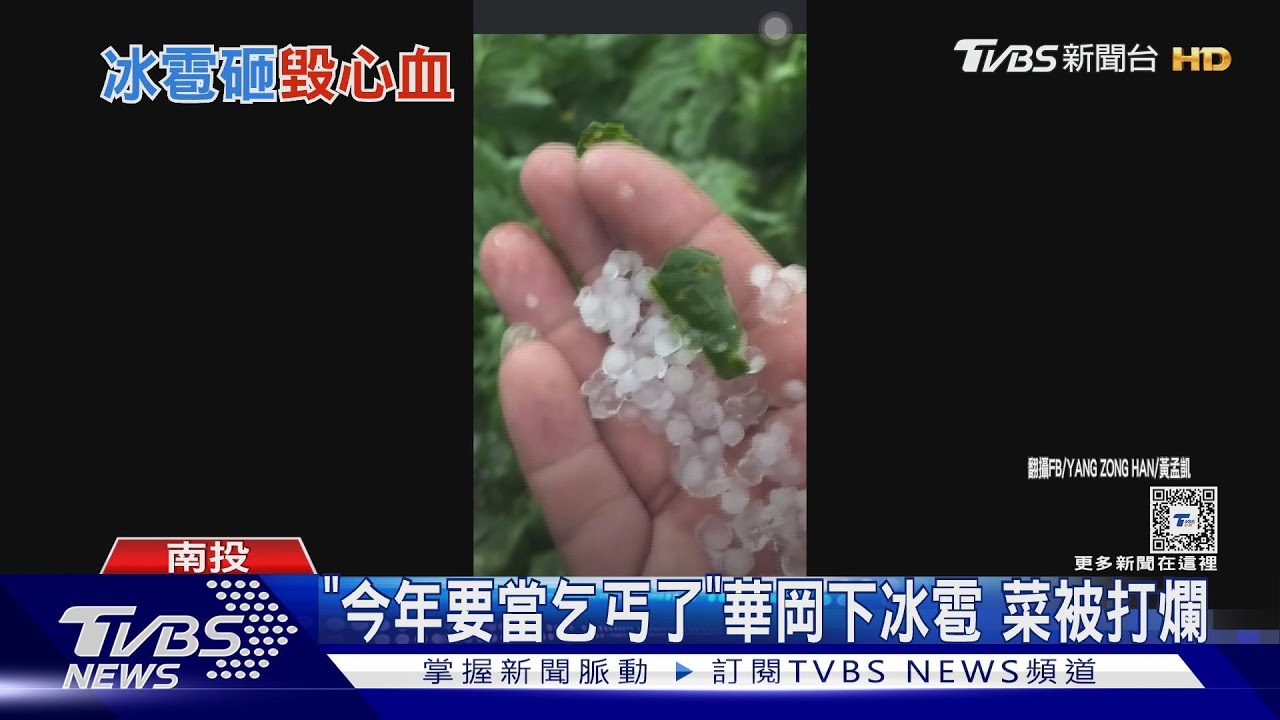 「今年要當乞丐了」華岡下冰雹 菜被打爛