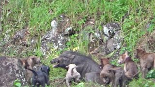 Download lagu BEST MOMENTS BERBURU BABI HUTAN TERBARU DAN PALING SERU !!! mp3 Download lagu BEST MOMENTS BERBURU BABI HUTAN TERBARU DAN PALING SERU !!! mp3