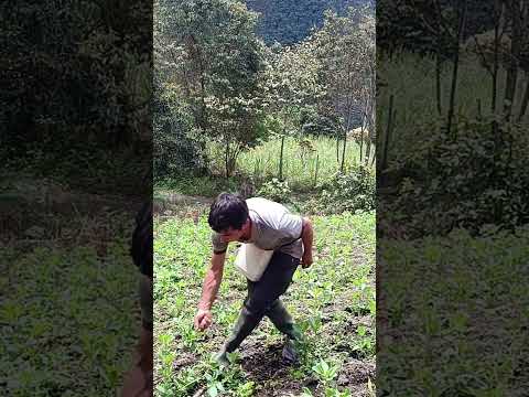 cultivo de ava la salina casanare