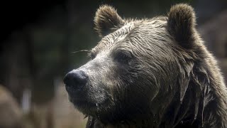 No comment : deux ours survivent à l'incendie tragique d'un zoo en Crimée