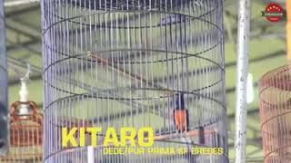 Download lagu Murai kitaro ditawar 600jt sama jokowi, yang punya masih sayang mp3