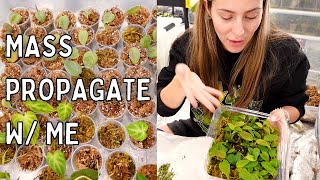 Propagate 100 Plants! | How To Mass Propagate Houseplants Tips & Tricks!