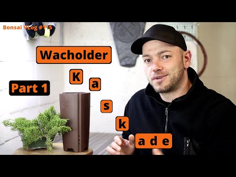 Es geht los - Chin. Wacholder Kaskade [Umtopfen] Teil 1 | Bonsai VLog #115