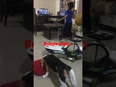 How to engage beagle puppy when your attending online school dance class