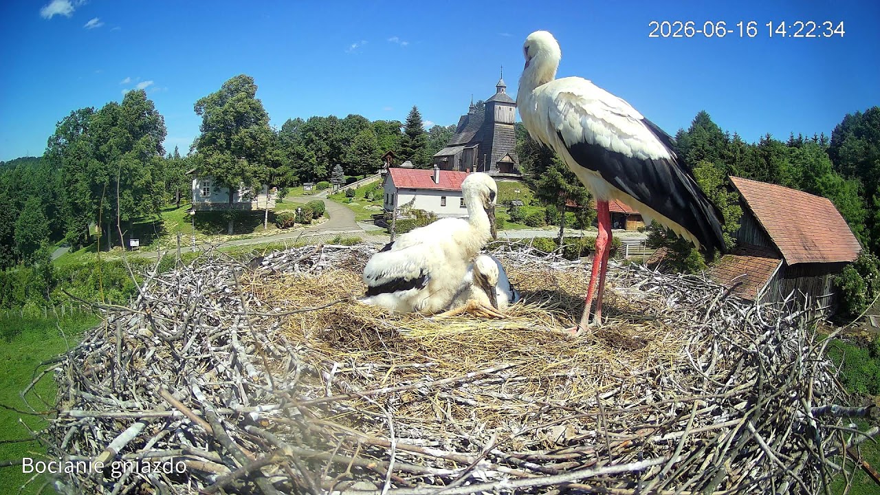 Live webcam view of Nido de Cigüeña Blanca en Lubla