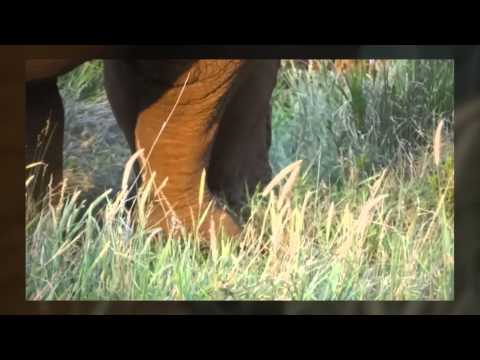 RHULANI MINUTE SAFARI - Big herbivores