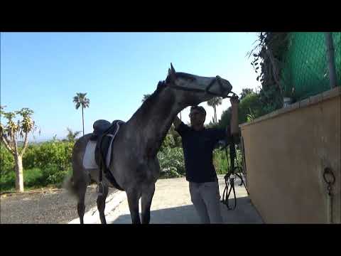 FANDANGO, PRE Wallach, geboren 2017