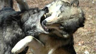 Dissolving of Prodigy - Štvanice (folk doom metal)