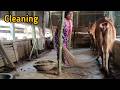Routine Cow House Cleaning