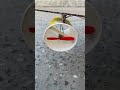 Home Made Air Plane Testing Amazing Air Craft Airplane