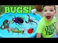 Learn Names of Bugs with Insect Toys For Kids! Learn Colors with Bugs and Caleb & Mommy
