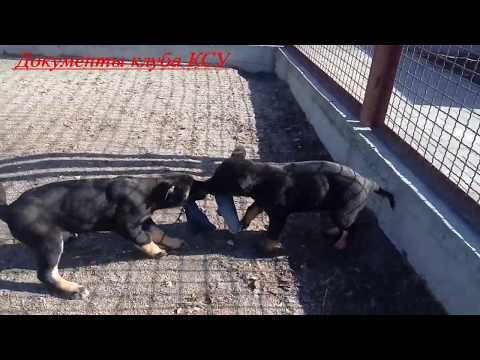 Helen & Hart MOTOR SICH. Питомник Мотор Сич.