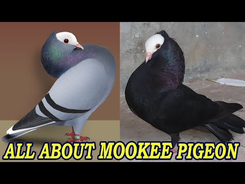 , title : 'Bold & Jaunty Mookee Pigeon Standard | All Colors & Appearance of Mookee Pigeon'