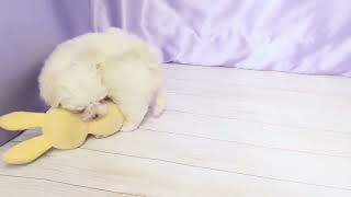 マルチーズの動画01