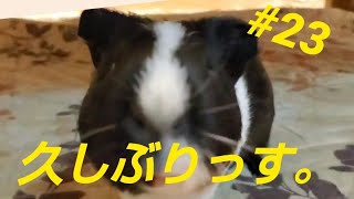 【モルモット】久しぶりの親びんさん。イタズラ#23