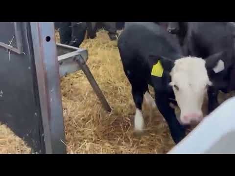 36 Quality calves available @Wicklow calf - Image 2