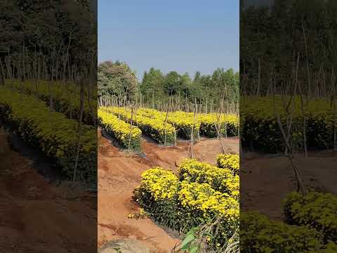 flowers #travelwithdrsreelekha #explorepage #viralshort #viral #flowers #youtubeshorts