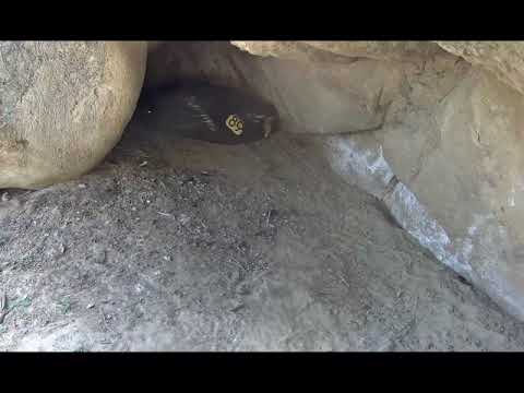 3-week-old Condor Chick Pops Head Out From Under Female's Wing – April 26