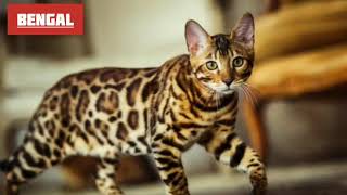 Download lagu MENGENAL BEBERAPA RAS KUCING || AMERICAN SHORTHAIR•BENGAL•BIRMAN & ABYSSINIAN mp3