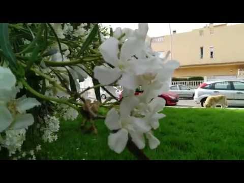 Grabación a 4K ZUK Z2