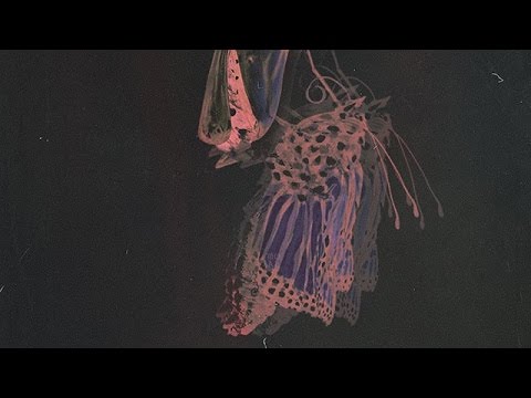 Migos - Cocoon (Remix) ft. Young Thug