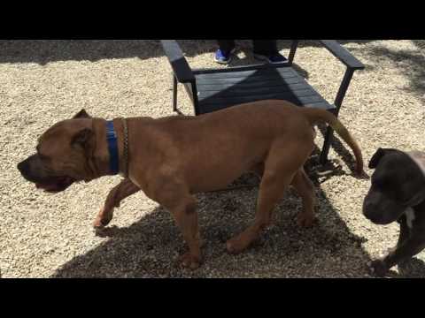 Buster, an adopted Mastiff & Pit Bull Terrier Mix in Pasadena, CA_image-1