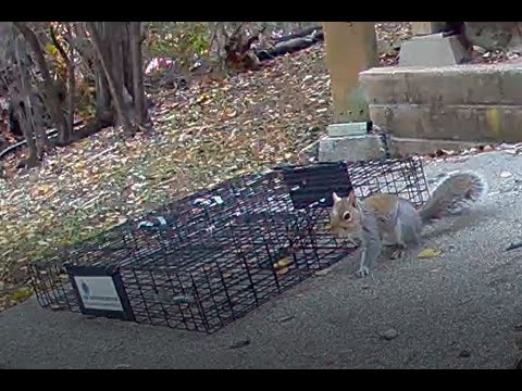 Squirrel in Squirrelinator, Friend Attempts Rescue