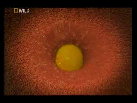 gömbféreg és toxoplazma