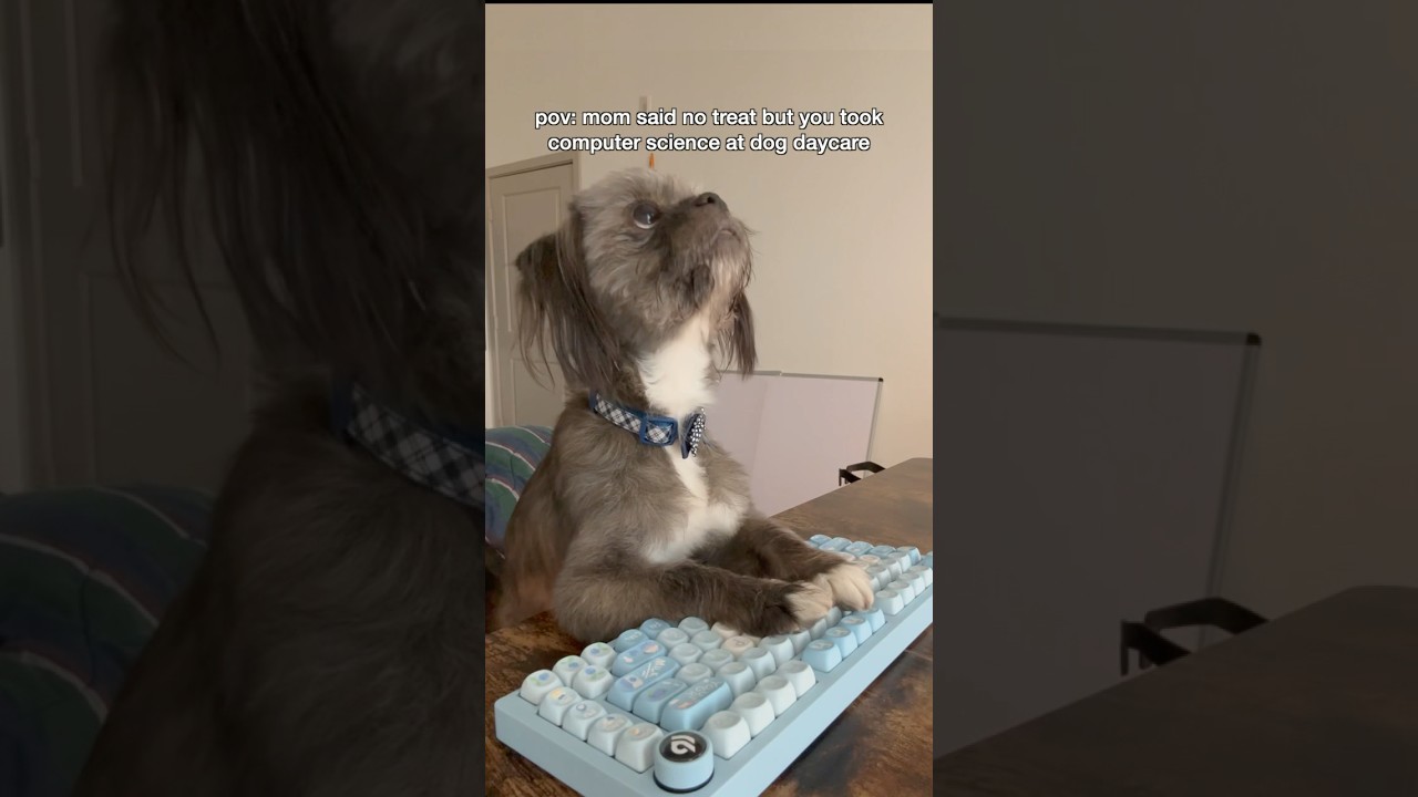 My dog learnt how to code🐶😎 #dogs #dogmemes #coding #softwareengineer