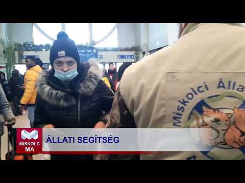 Videó előnézet