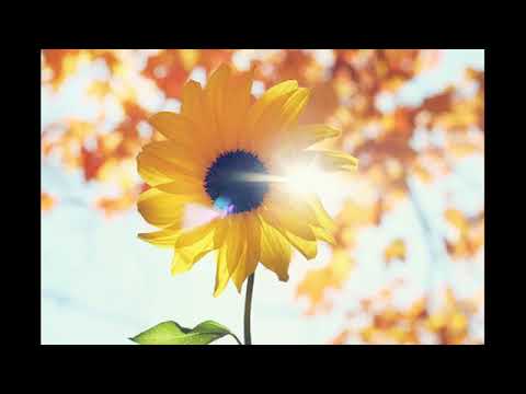 喜剧之王Silent Open (Cagnet)