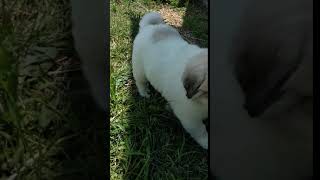 Video preview image #1 Great Pyrenees Puppy For Sale in MEDARYVILLE, IN, USA