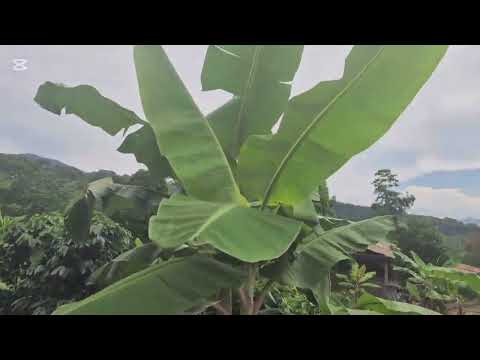 Yendo a la finca los ARECO , LA LIBERTAD DEL BAJO MAYO. LAMAS, SAN MARTIN PERÚ 