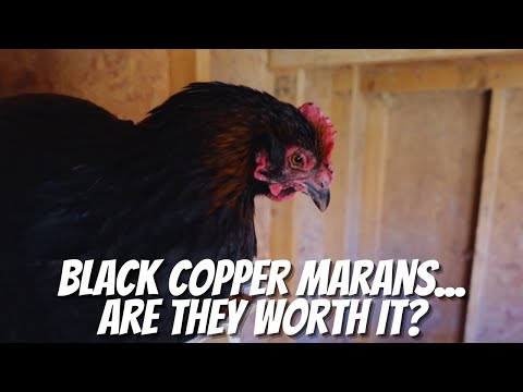 Black Copper Marans — su toho hodni?