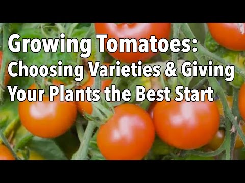 , title : 'Growing Tomatoes: Choosing Varieties and Giving Your Plants the Best Possible Start'