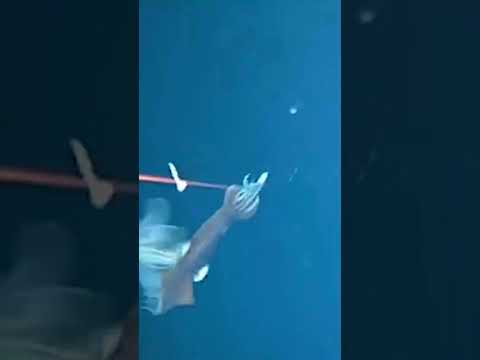Giant squid attack!