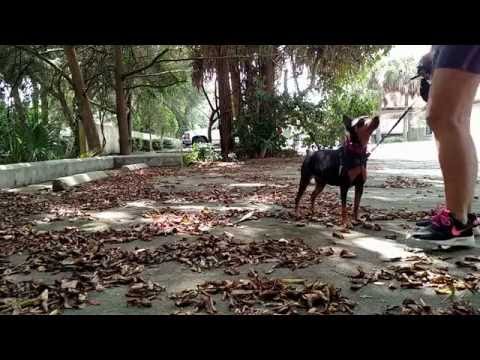 Prince — Little dog training: day 4