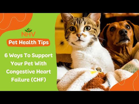 6 Ways To Support Your Pet With Congestive Heart Failure (CHF)