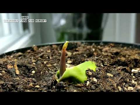 Shree chamunda farm and Nursery