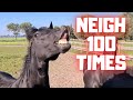 Neighing Horses More Than 100 Times April Fools Day Friesian Horses