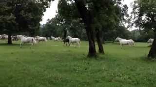 preview picture of video 'White horses in Lipica, Slovenia／リピツァの白馬⭐︎'